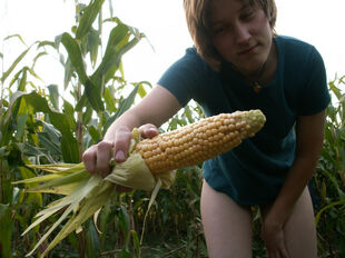 Corn in humid young woman cooch